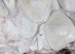 Opal Replaced Fossil Clams, Gastropods & Crinoid - Australia #22838-8